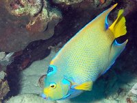 Queen angelfish copy